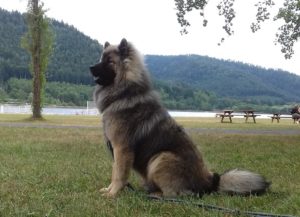 Oréo, chien dans la nature