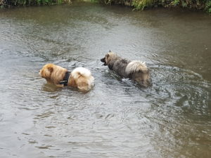 rencontre-chiens-primitifs