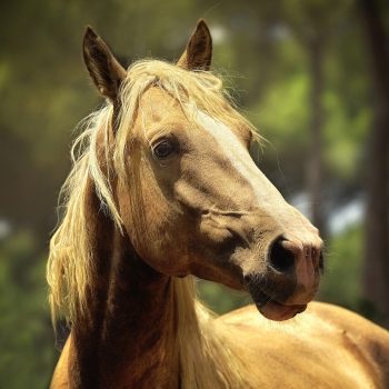 cheval-parole-animale cheval-parole-animale